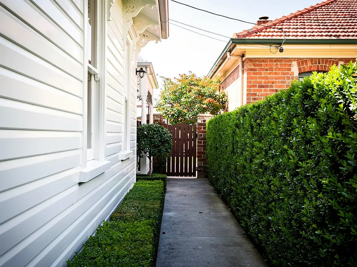 Freshly painted white weatherboard side wall along a hedged garden path in Hawthorn